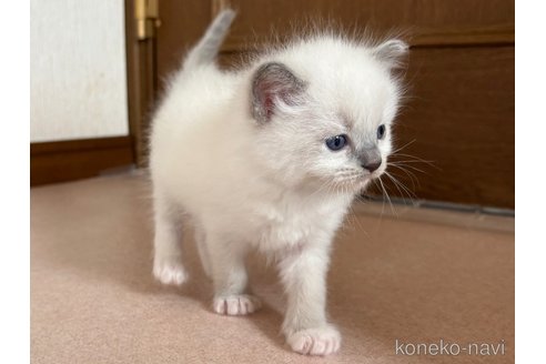 成約済の千葉県のラグドール-115272の4枚目